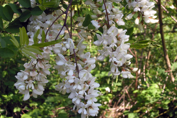 Цвели акации