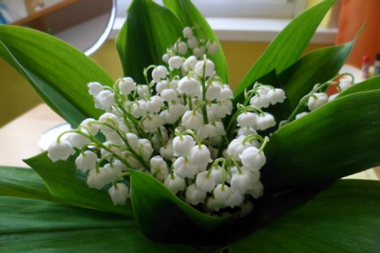 Маленькие белые жемчужины...