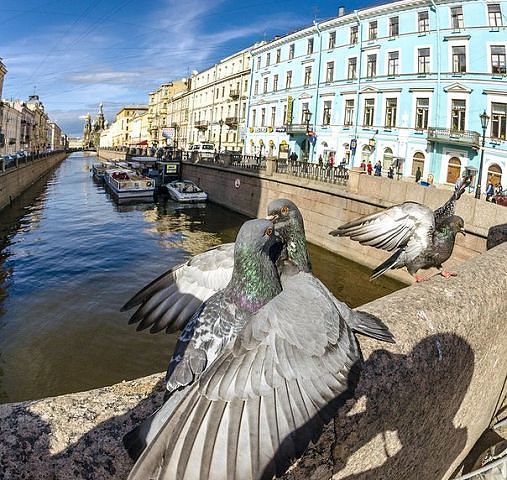 Тая стаей в далеке