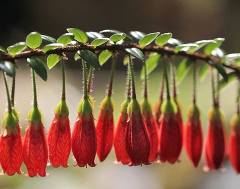 Не повторяйте...