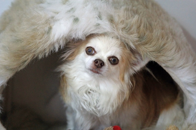 Собачка ехала на дачу