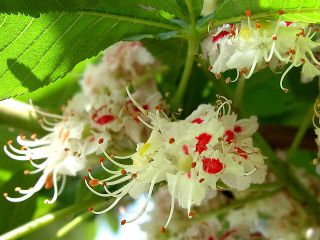 А за окном цветут каштаны