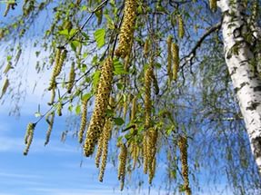 Берёзу посадила...