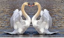 Белый лебедь один