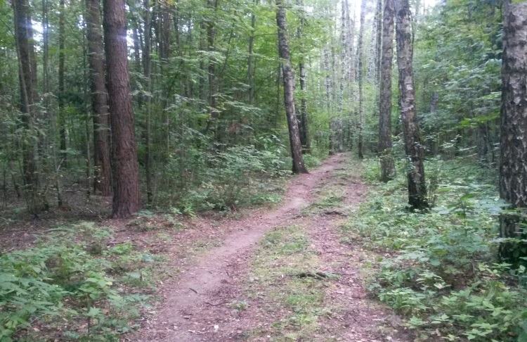 Кто эти тропы в парке протоптал