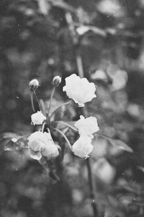 Растаем сном