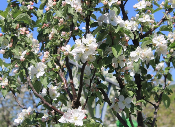 Яблоневый цвет