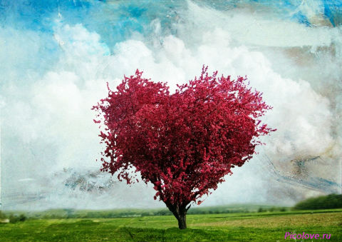 Любовь подобна дереву...