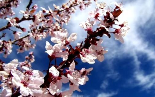 Знать, не для нас...