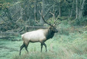 Сон урбанита