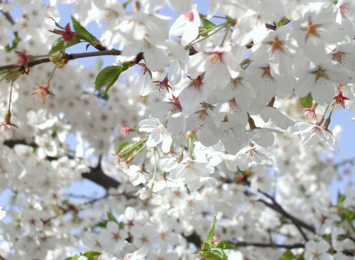 Весенний снегопад