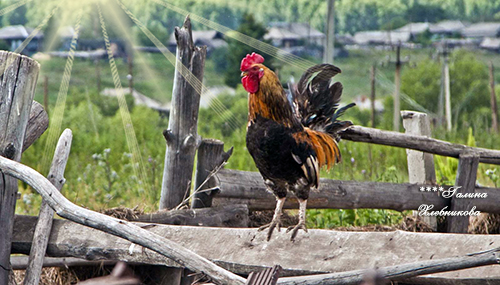 Утро в деревне