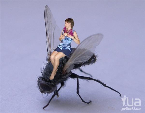 Муха и любовь