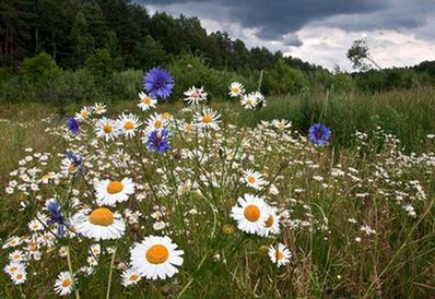 Любимые цветы моей души