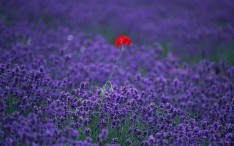 Васильковое вино