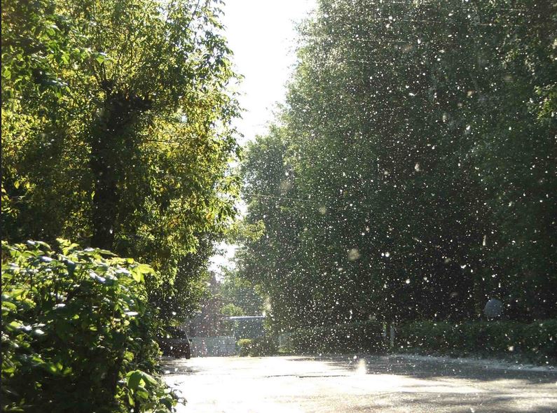 Тополиный пух