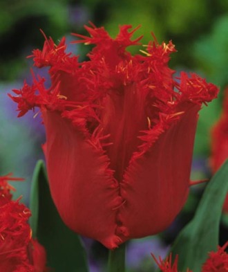 Тюльпаном пламенным