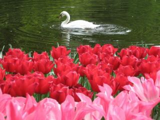 Тюльпаны