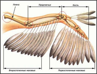 Ангелу смерти