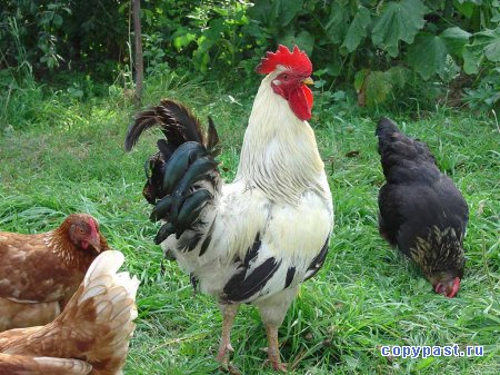 Горланят петухи