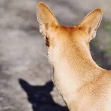 Мы с тенью бегали вдвоём