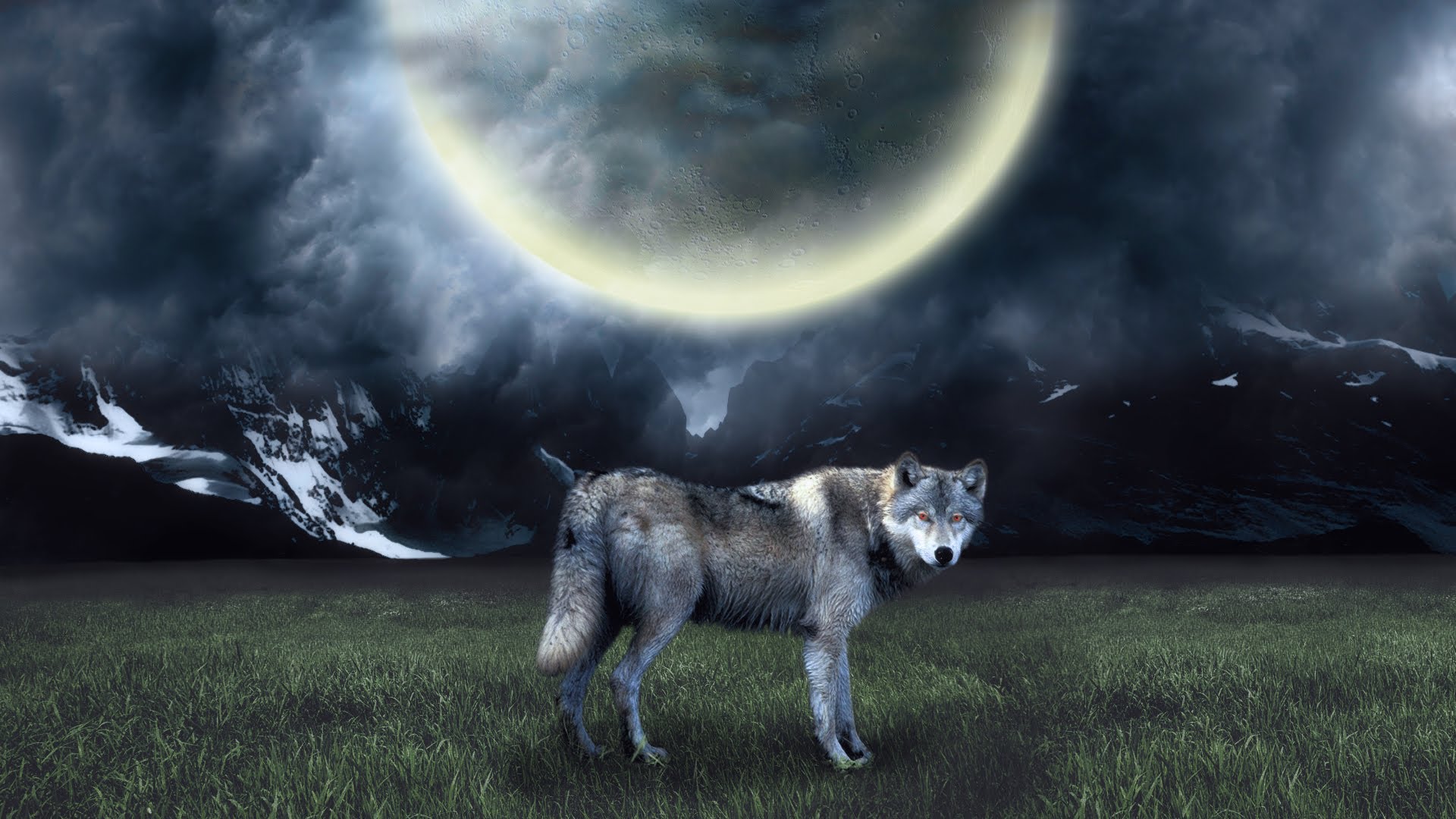 Красивые обои волки. Волк в ночи. Волк на рабочий стол. Картинки на рабочий стол волки красивые. Красивый волк.