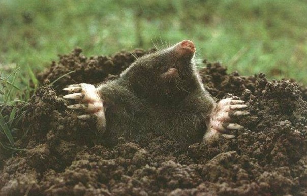 Шуток не ведала ты никогда!