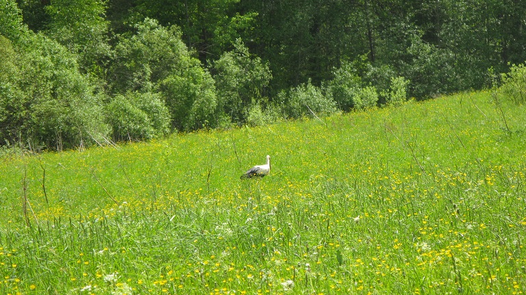 Земля отцов и дедов