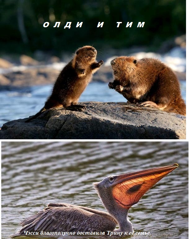 ОЛДИ И ТИМ. сказка