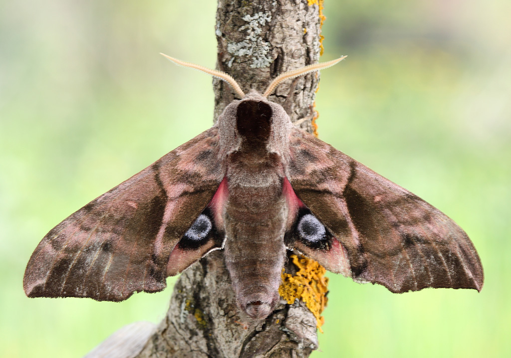 Мотылки. Ночная бабочка Бражник глазчатый. Бражник глазчатый (Smerinthus ocellatus). Глазчатый Бражник бабочка. Павлиноглазка Бражник.
