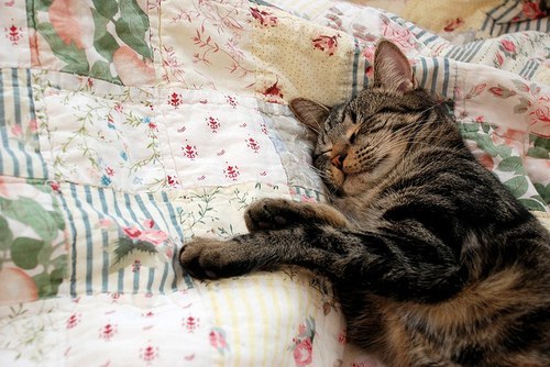 Морской кот