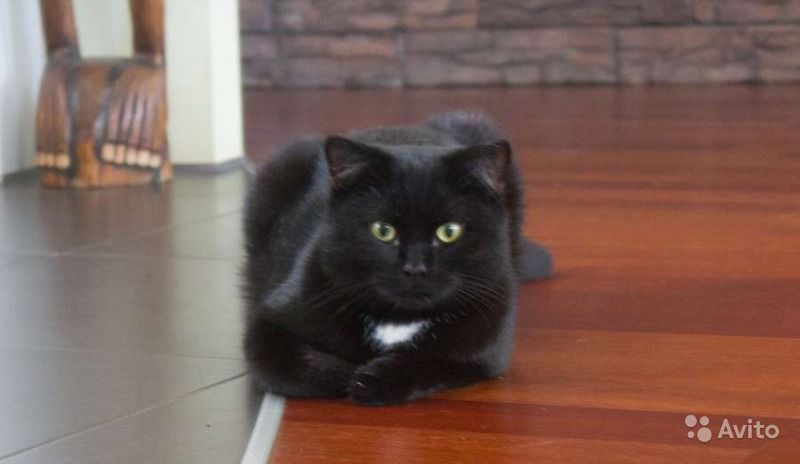 Кот - мурлыка