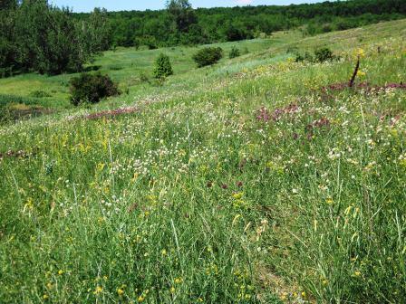 Кусочек счастья