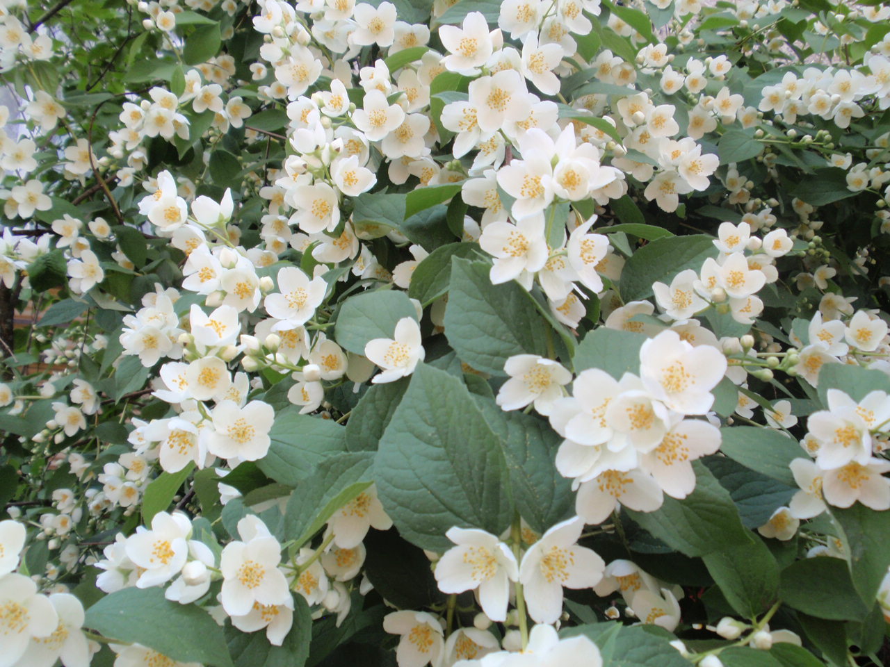 Кружево жасмина