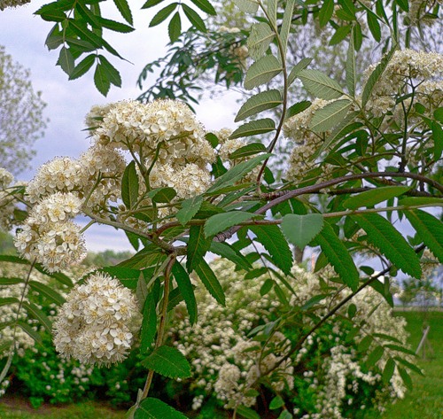 зацвела рябина