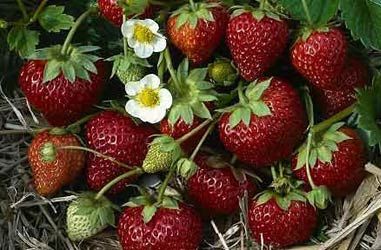 Клубничное лето