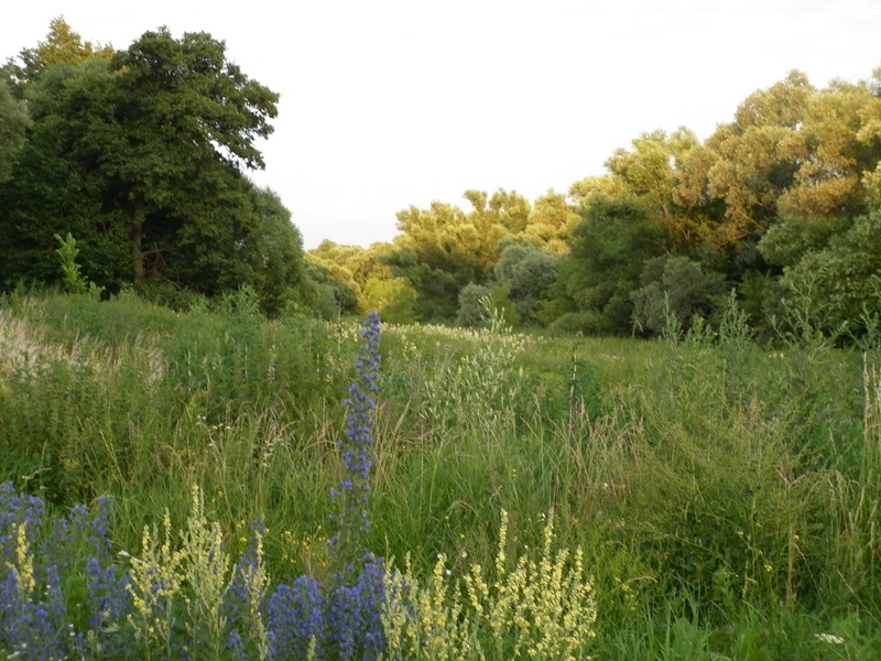 Сирень, как сахар...