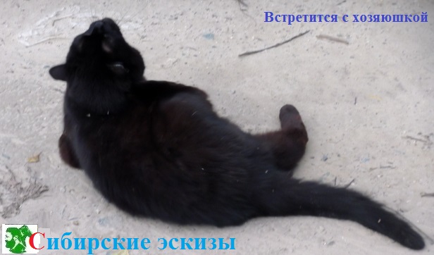 Встретится с хозяюшкой