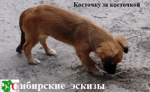 Косточку за косточкой