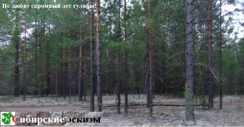 Не любит скромный лес гульбы!