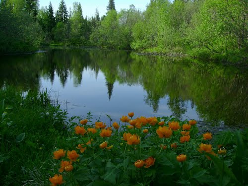 Купаясь в таёжных озёрах России