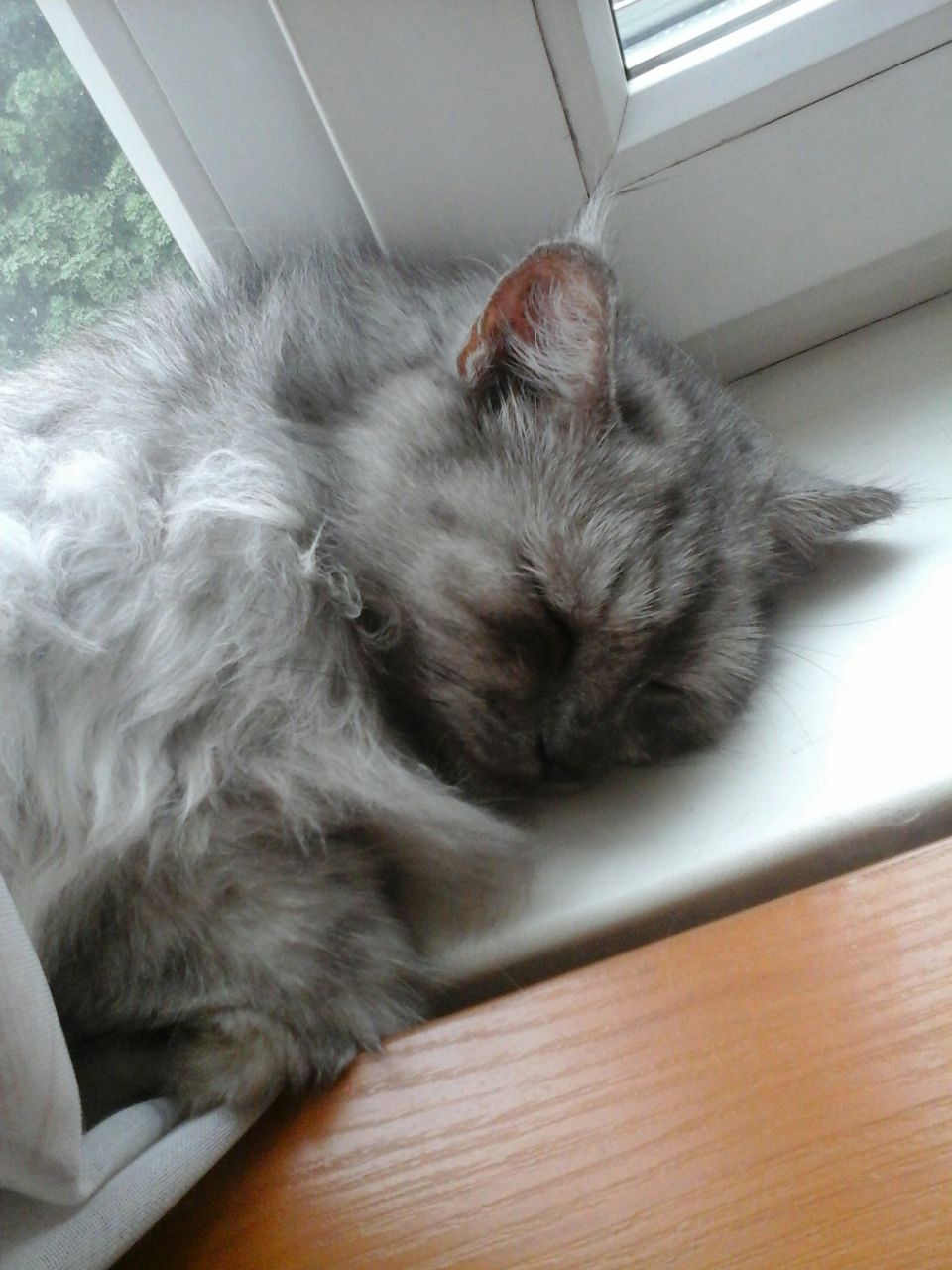 Не будите спящую кошку