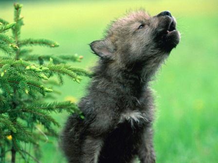 Таёжная песнь