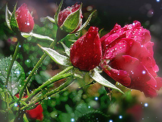 Я показала бы Вас розам