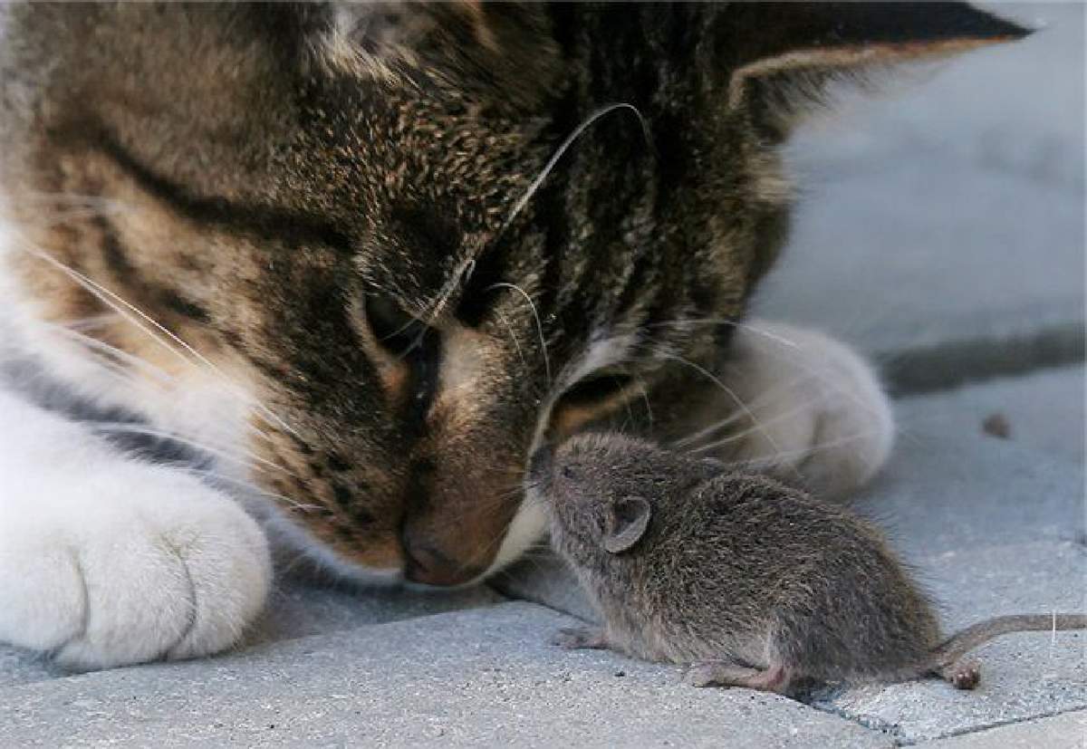 басня Кошка и мышка.