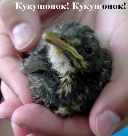 Кукушонок! Кукушонок!