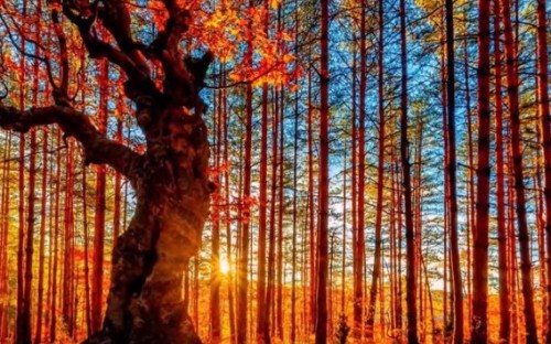 Мудрый возраст