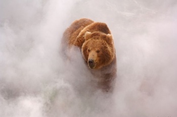 Литературные химеры