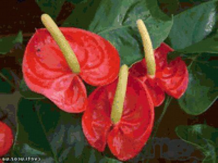 Легенда о цветке