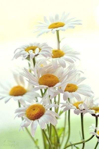 Муза у пьедестала